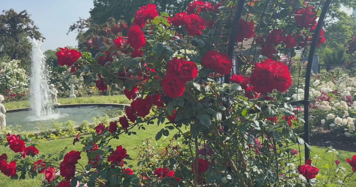 Boston's own secret garden has nearly 200 varieties of roses 