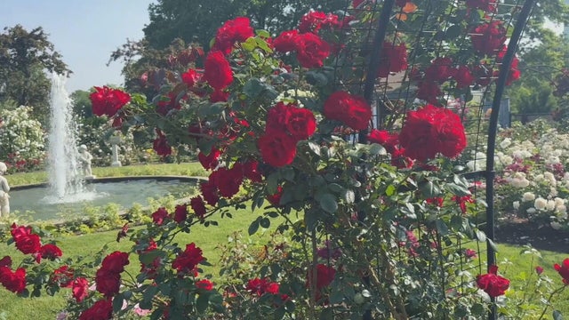 ihh-rose-garden-frame-1364.jpg 