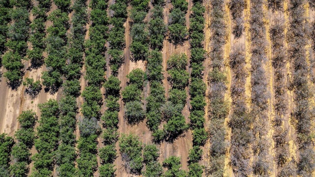 Almond Trees During A Drought 
