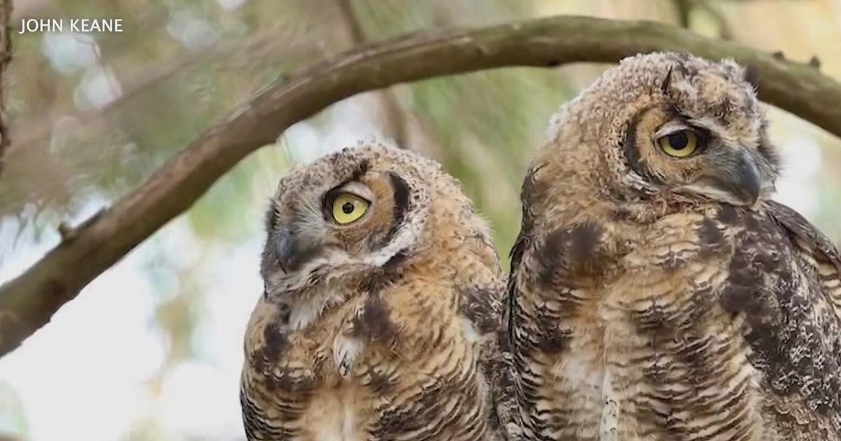 Great horned owls at Bernal Hill draw visitors to the area 