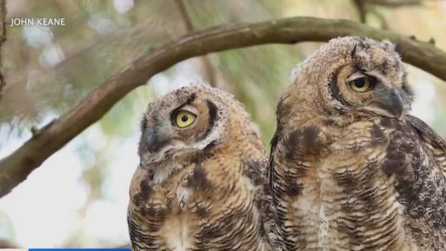 Great Horned Owls 