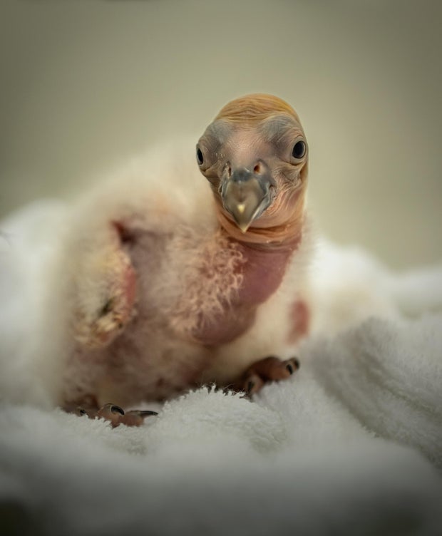 ca-condor-chick-la925-photo-by-jamie-pham-photo-courtesy-of-l-a-zoo.jpg 