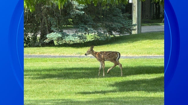 deer-slider-0618.jpg 