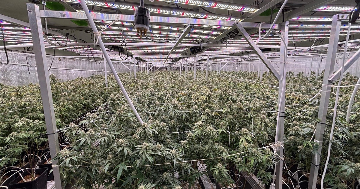 500 federal agents and soldiers raid marijuana farms in rural Southern California