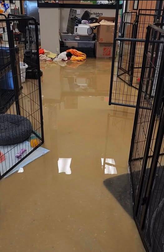 Metro Detroit animal shelter devastated by flooding after severe storms 