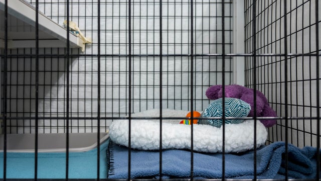 Straight on view of the inside of a boarding kennel inside a vet office 