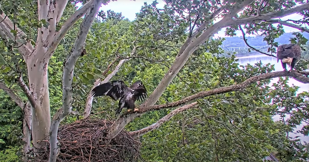 U.S. Steel eaglet Ocho accidentally fledges the nest 