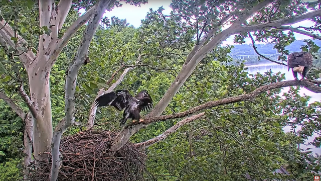 kdka-ocho-fledge.png 