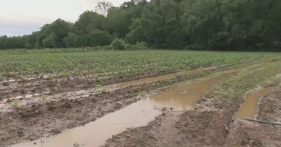Heavy rains threaten crops across Pittsburgh-area farms 