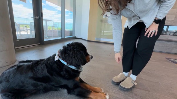 dog.jpg 