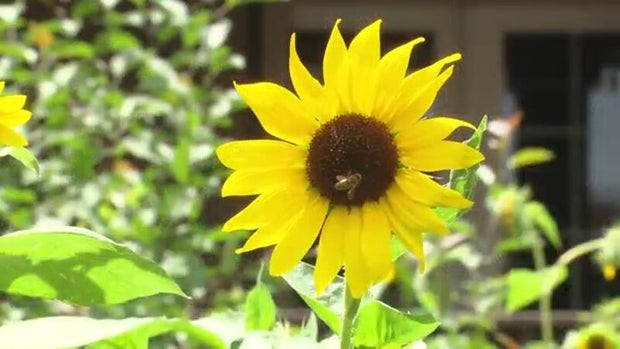 bee-on-a-sunflower.jpg 