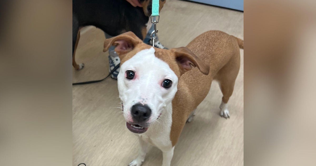 Allegheny County Jail, Animal Friends launch TAILS initiative 
