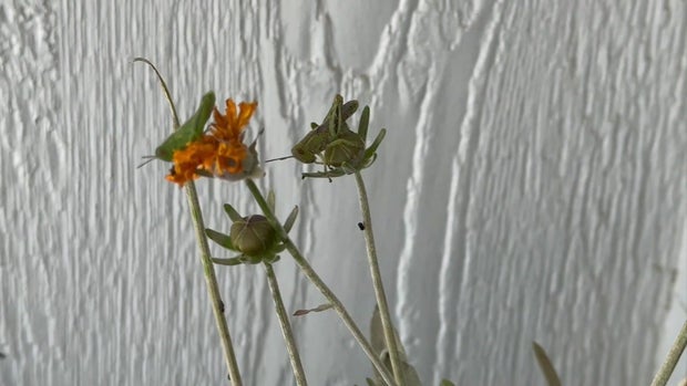 grasshoppers.jpg 