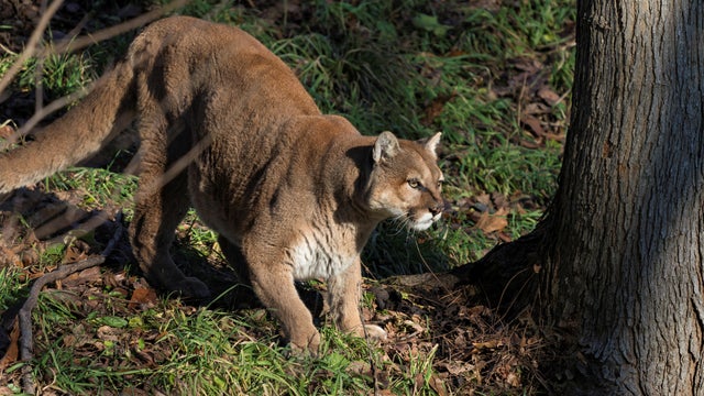 Puma on the  Prowl 
