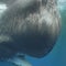 Sperm whale protection focus of marine sanctuary creation in Caribbean | 60 Minutes