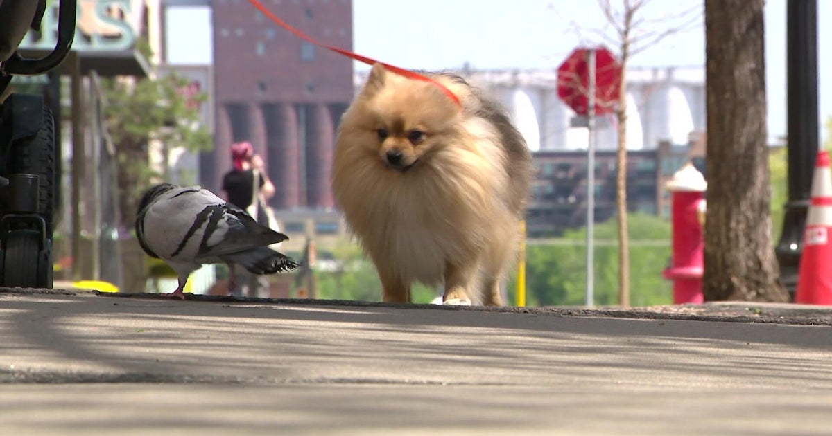 Pigeon and dog become best friends, providing comfort for Minneapolis woman mourning daughter Pigeon and dog become best friends, providing comfort for Minneapolis woman mourning daughter