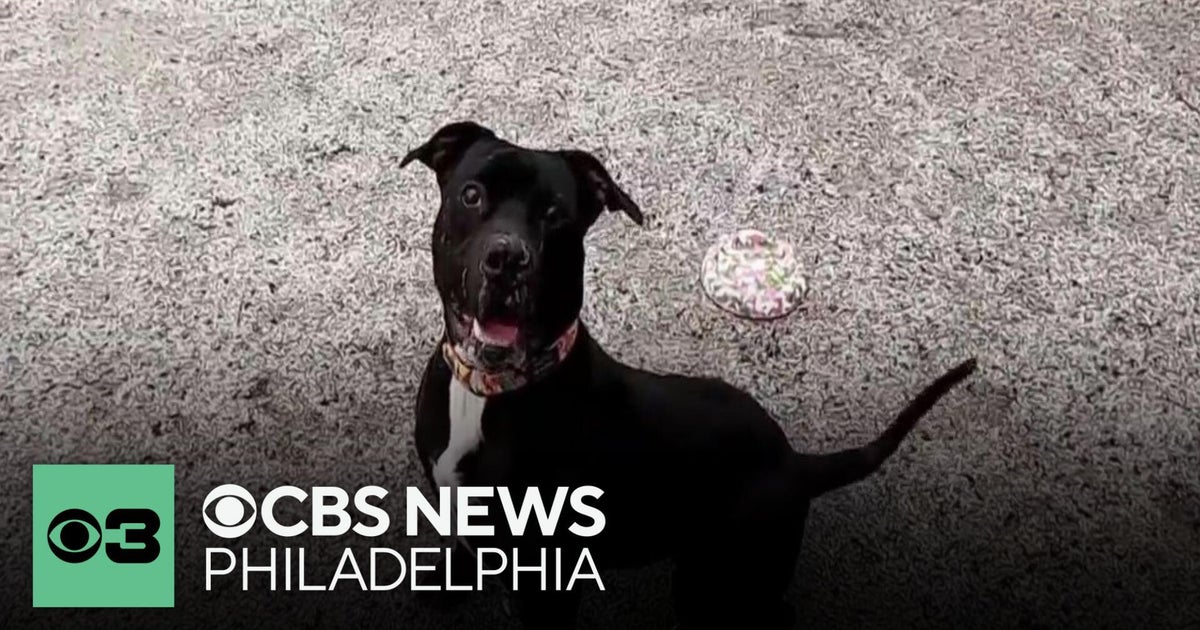 Meet John Wick: a long-term resident at the Pennsylvania SPCA who found his forever home
