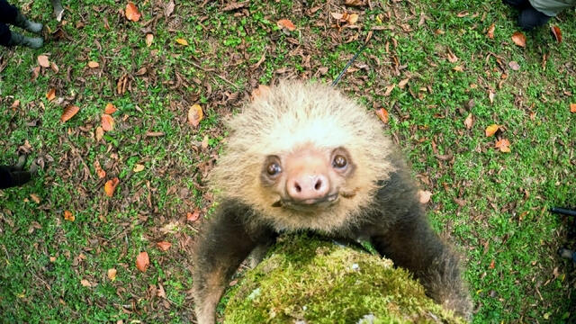 hour2-sloths-video-alfonsi-3850078-640x360.jpg 