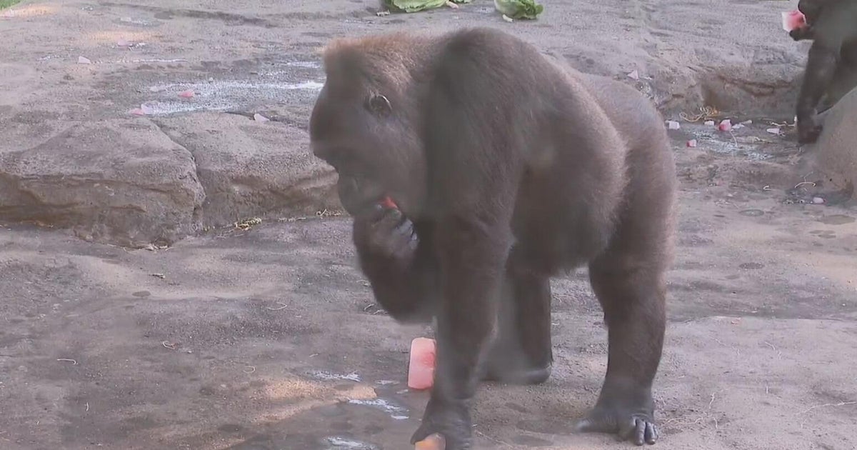 Zookeepers at Pittsburgh Zoo and Aquarium helping animals stay cool during heat wave 