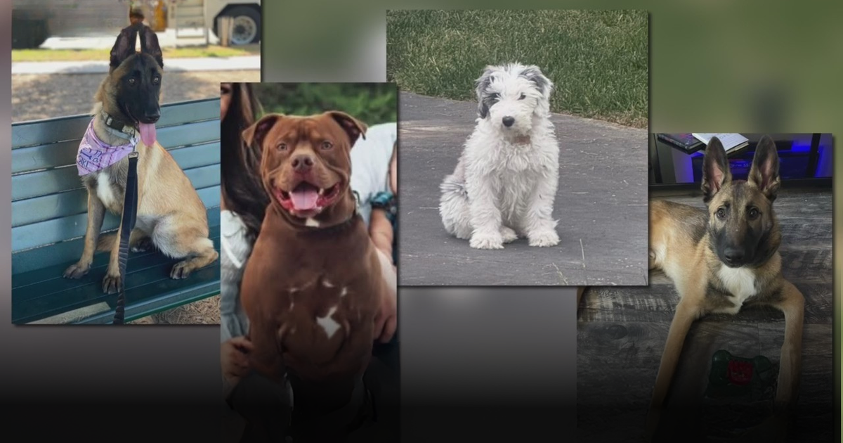 Orange County animal trainer charged after at least 11 dogs died in his care 