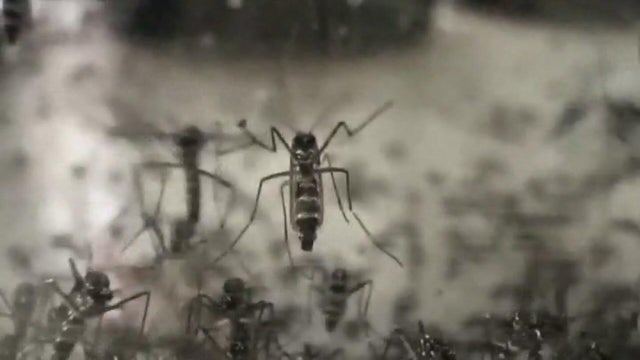 10-pkg-mosquito-numbers-folo-wcco83y2.jpg 