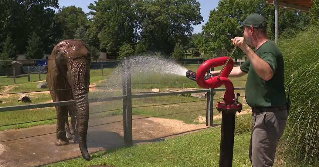 Maryland Zoo makes adjustments to ensure animals are safe in dangerous heat 
