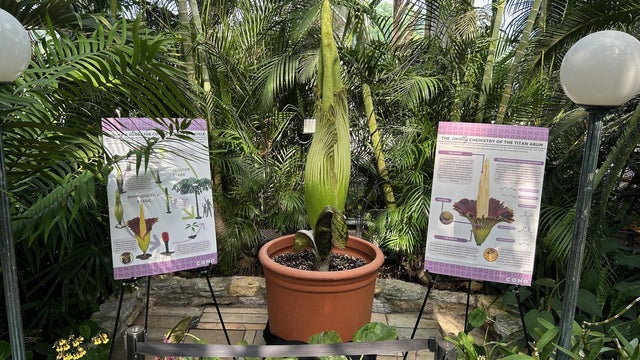 corpse-flower.jpg 