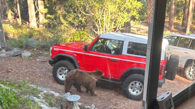 slt-bear-euthanized.png 
