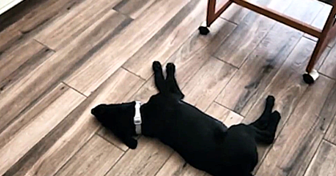 Arlington woman struggles with puppy return: "I have a heart" 