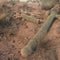 Extreme heat pushing Arizona's saguaro cactus to its limit