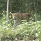 Critically endangered leopard caught on camera in forest