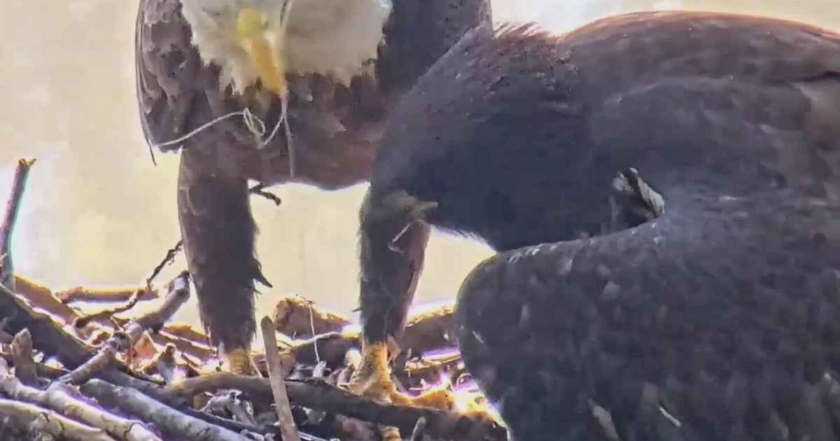 U.S. Steel's Irvin Plant bald eagles unharmed after eating fish with fishing line 