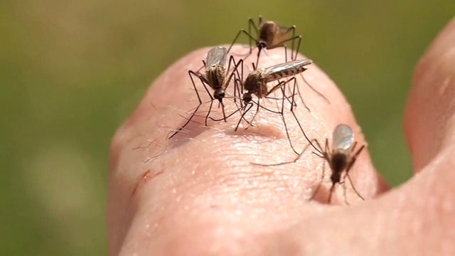 larimer-co-west-nile-virus-10pkg-transfer-frame-1009.jpg 
