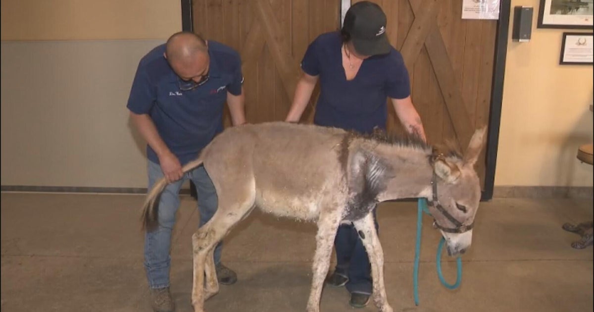 Wild donkey shot with an arrow in Riverside County 