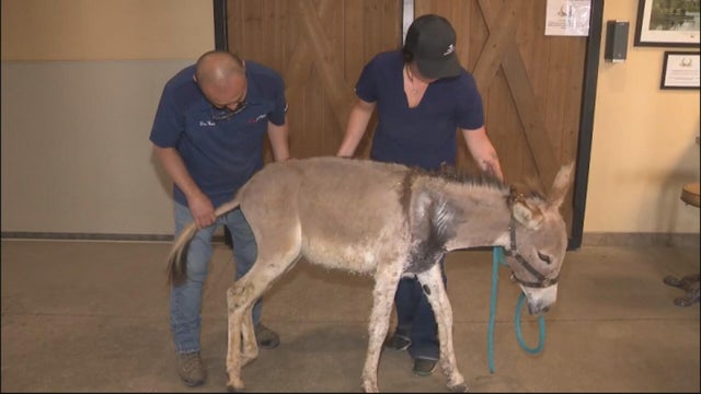 donkey-shot-with-arrow.jpg 