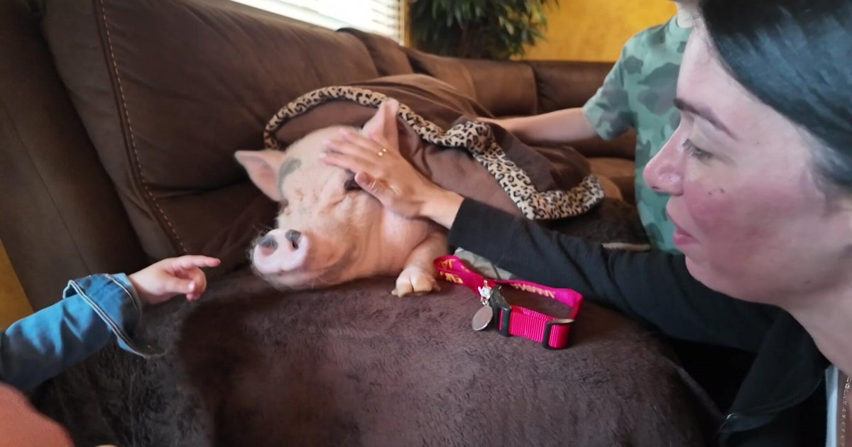 Mayor Adams says Staten Island family's pet pig Lucy can stay in NYC, for now 