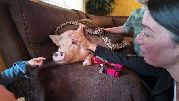 A woman and two children pet Lucy the pig 