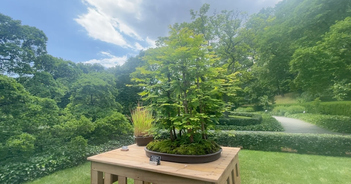 Brooklyn Botanic Garden marks 100 years of bonsai with centennial exhibit 