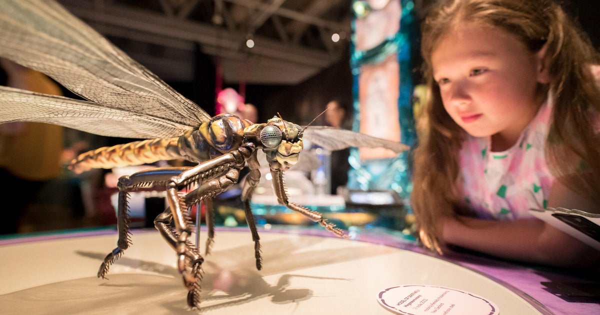 Perot Museum in Dallas opens "Bug Lab," a larger-than-life insect exhibit 