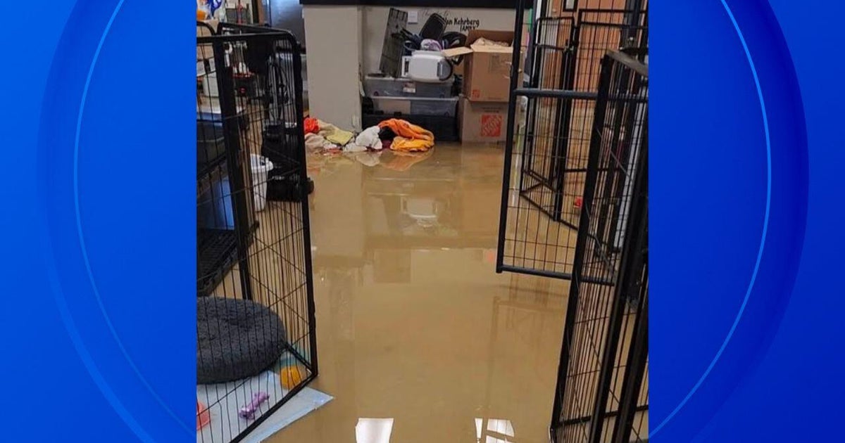 Stormwater floods Metro Detroit animal shelter, sends agency scrambling to recover 
