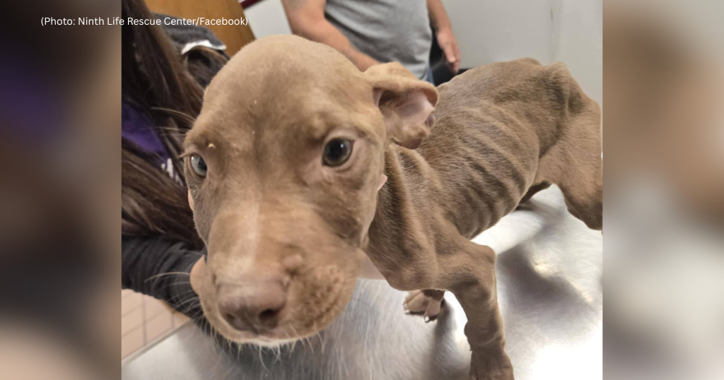 Starving puppies dumped along trail in Greensburg 