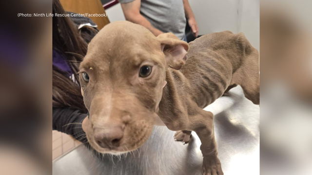 kdka-puppies-dumped-greensburg.png 