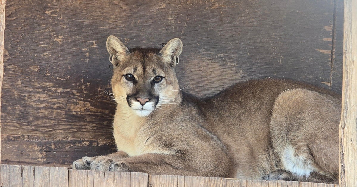 Mountain lion released into Santa Ana Mountains after rehabbing from near-death collision with vehicle 