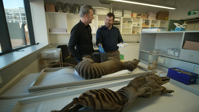hour2-tasmanian-tiger-video-3866511-640x360.jpg 