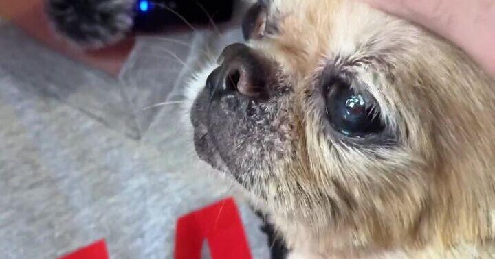 More than 100 dogs rescued from Mill Basin, Brooklyn house of squalor 