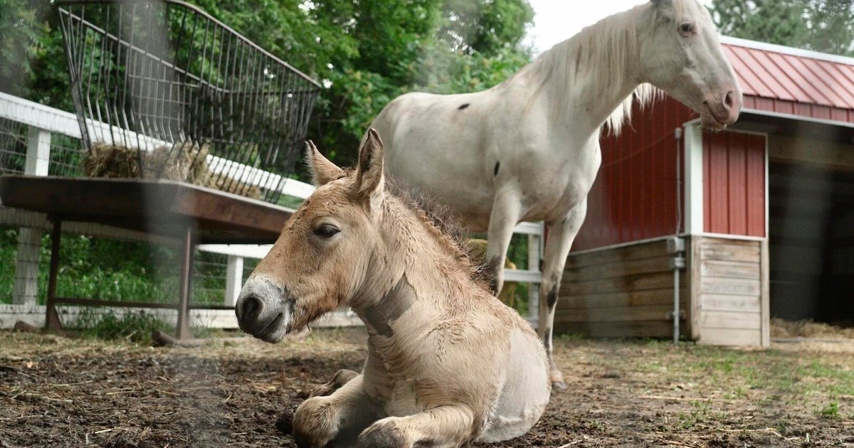 Rare wild Asian horse foal finds a new mother in grieving domestic mare 