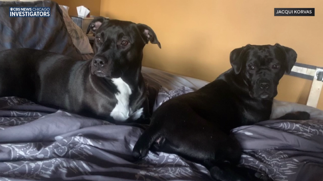jacqui-korvas-michels-dogs.png 