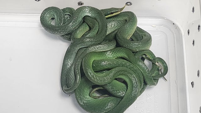 snakes-gumzudhxqaamx5m.jpg 