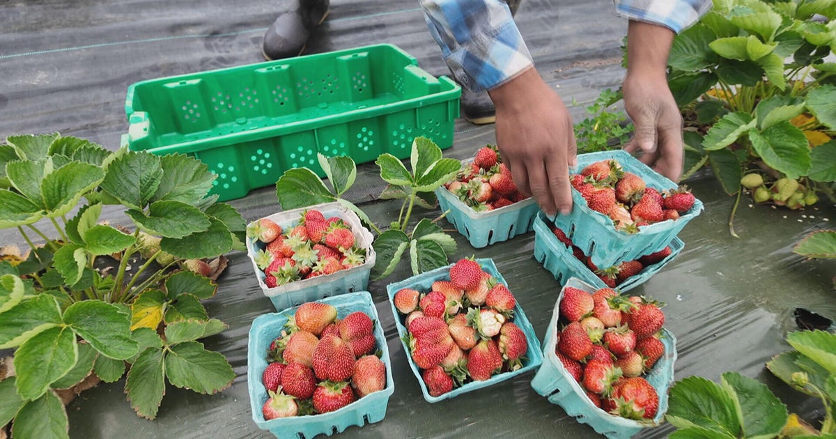 USDA cuts leave food aid groups and farmers struggling