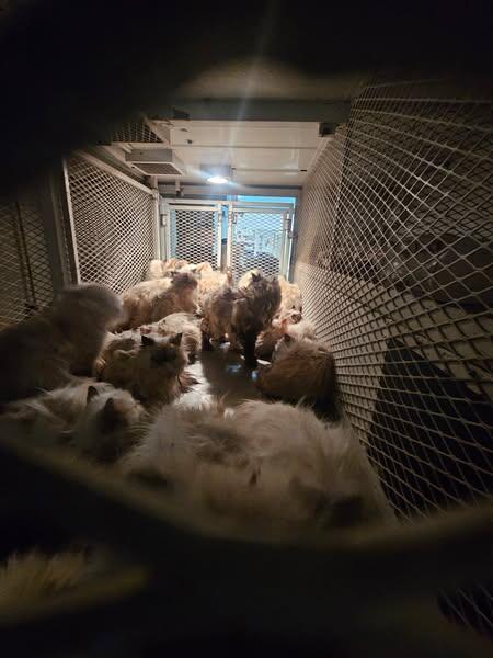 106-cats-rescued-from-veh-4-merced-co-sheriff.jpg 